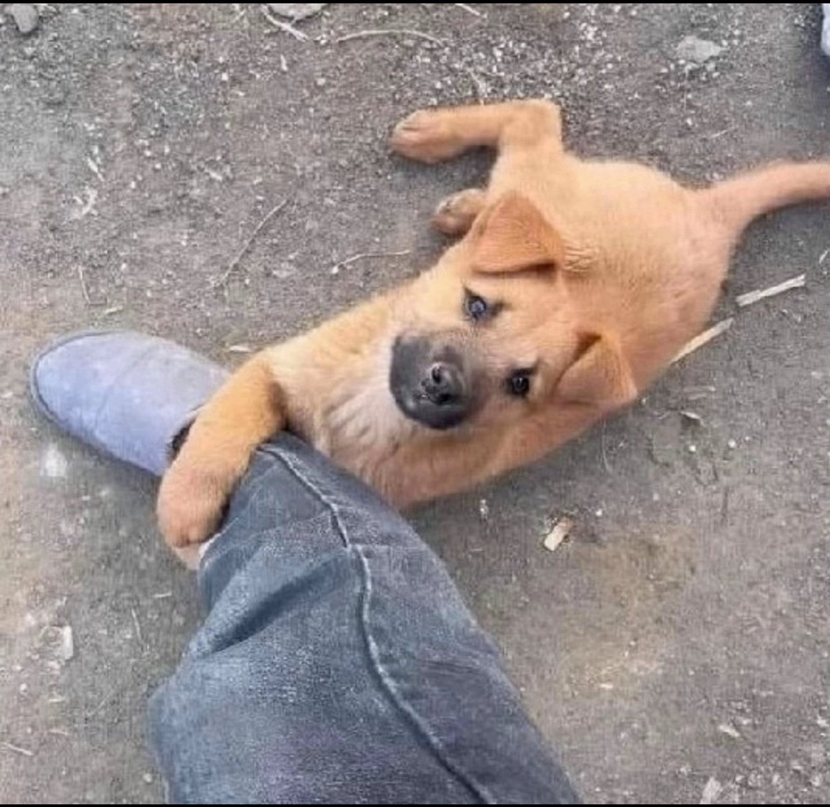 PERO🌐 tweet media