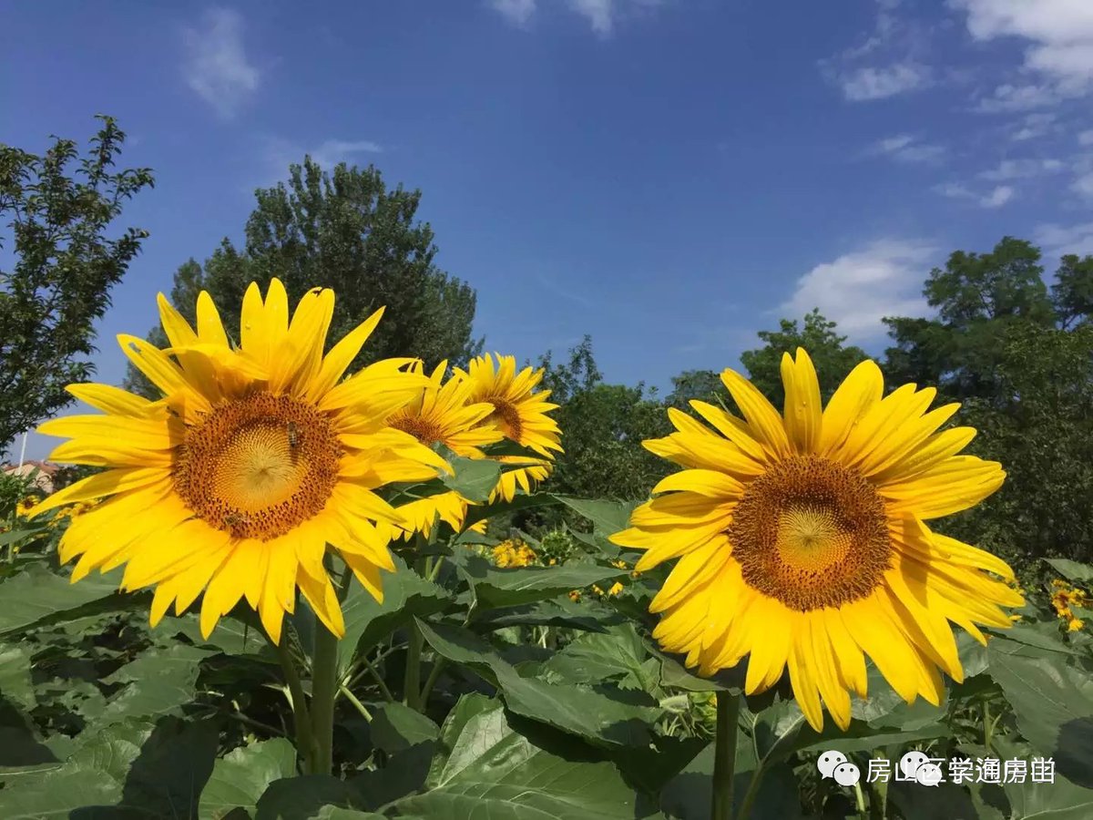 xavier peralta tweet media