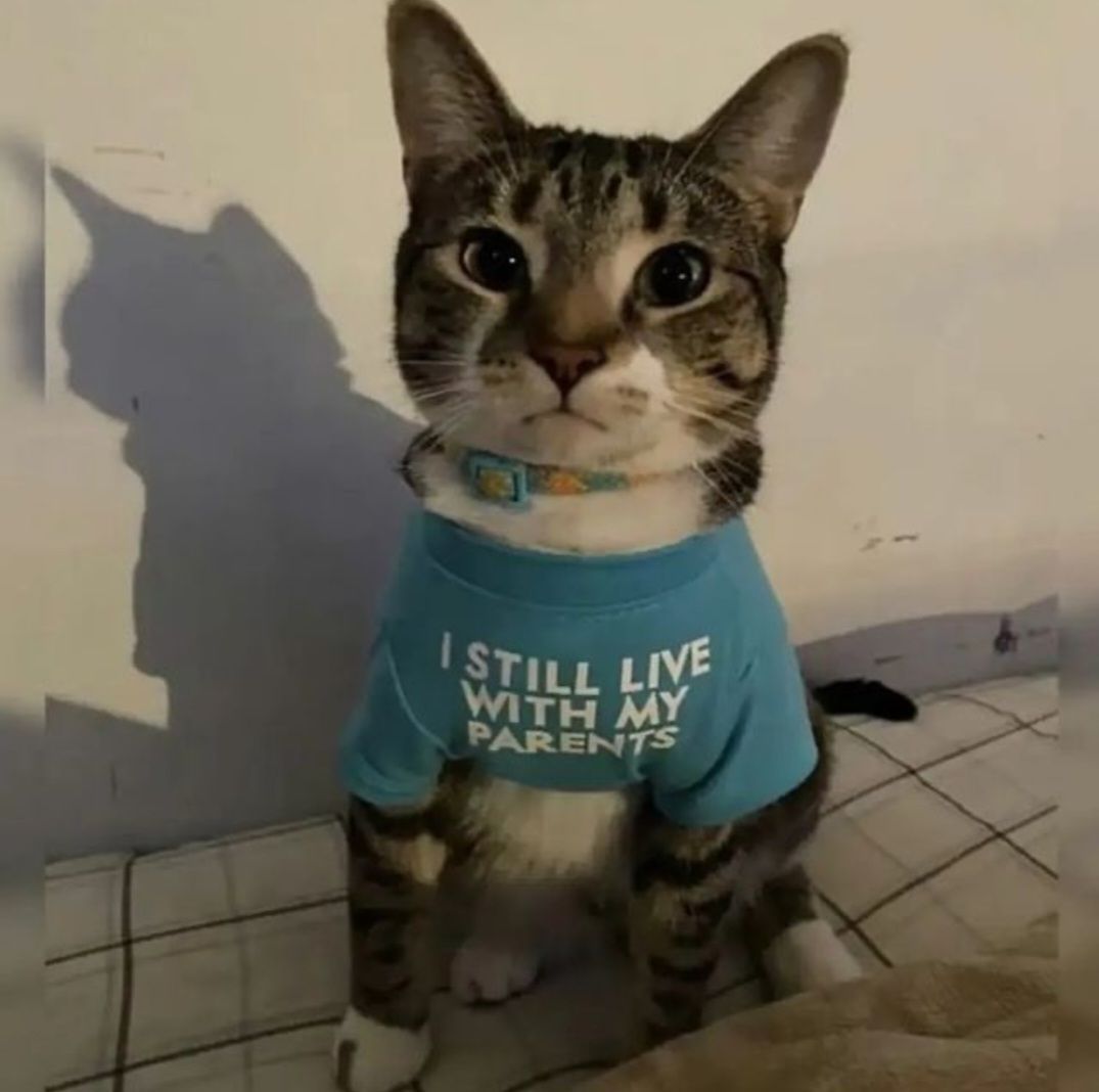 Punch Cat tweet media