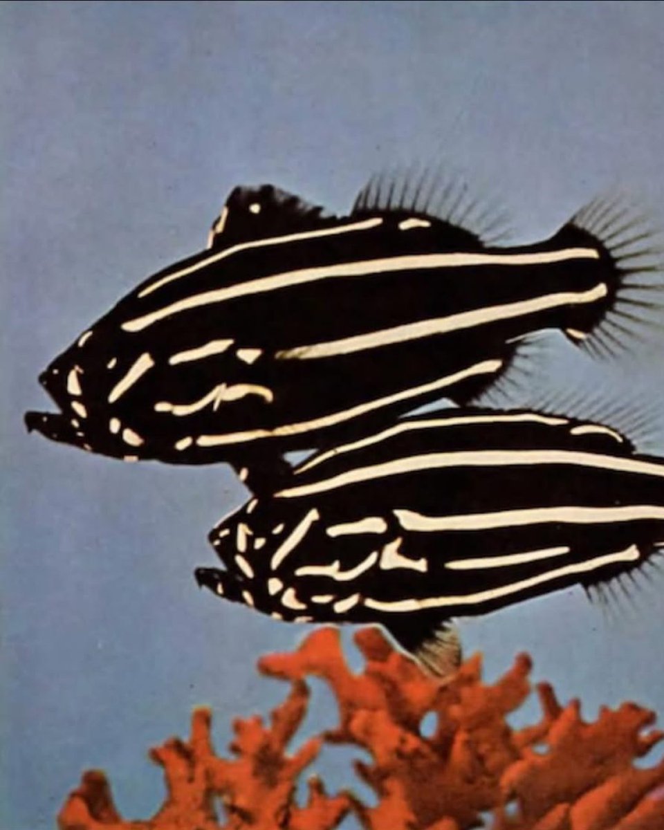 Nanushka tweet media