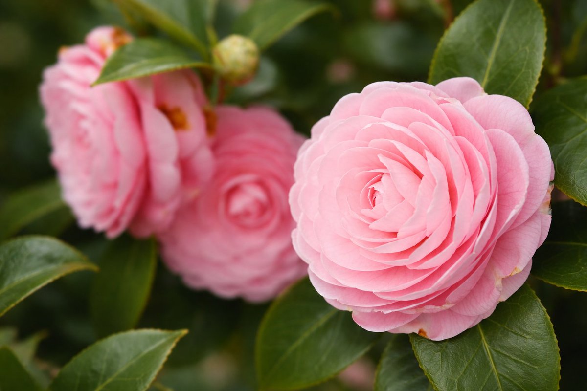 ヤマダ tweet media