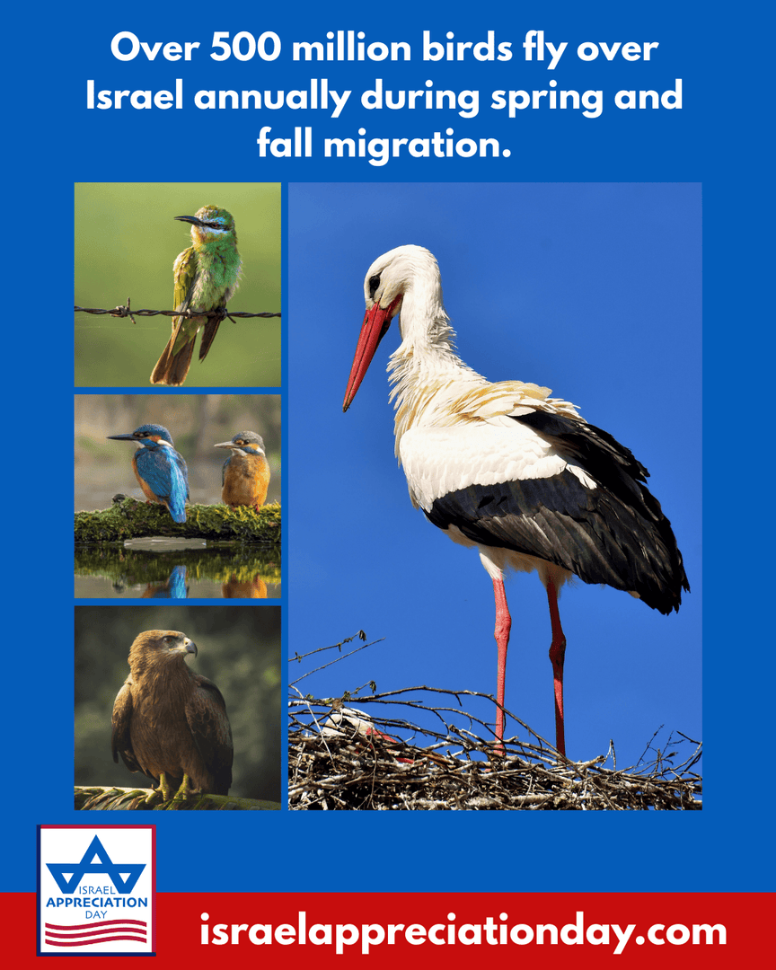 Israel Appreciation Day tweet media