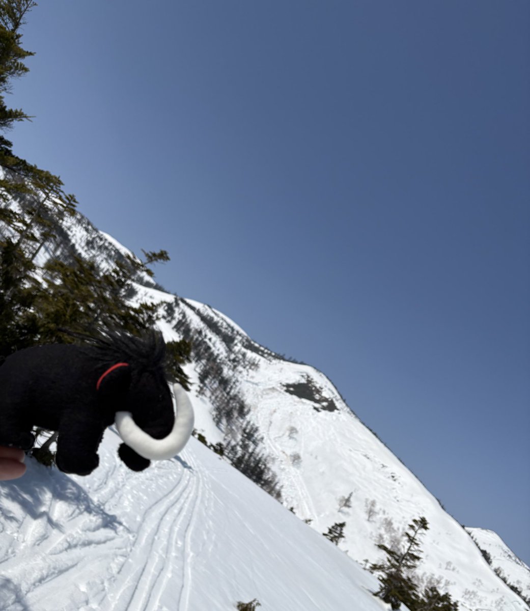 🦣🐘くぁ…だん@言いにくい けどこのまま。🐘🦣 tweet media