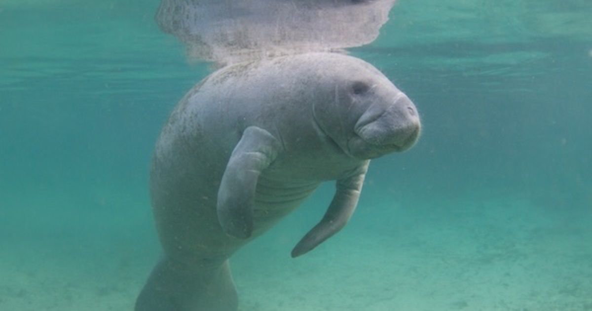 PNS_News's tweet image. The rarely used “God Squad” is set to meet this week to consider an exemption to the Endangered Species Act that could allow Gulf drilling without full #wildlife review. One species at risk: Rice’s whale, with about 50 left. 📻 buff.ly/SSrZ9jO
#Conservation @endangered