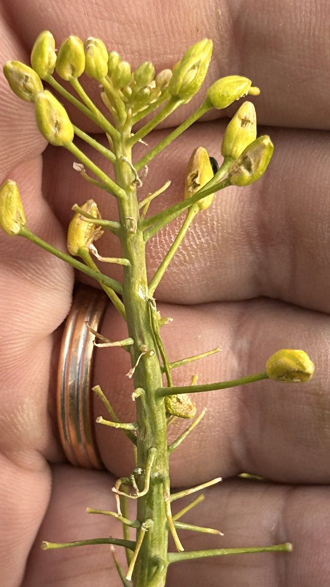 OlivierCOSTE2's tweet photo. J’étais ce soir @BONNIN1402,pas très loin de chez toi,dans un #ColzaJuilletiste et chez une #Agriculture,qui a l’habitude du #ColzaRobuste.
Elle me demande @terresinovia et comme tant d’autres @FopProducteurs sur la 🇫🇷 .
Qu’est-ce qui s’est passé dans mon champ de #Colza ? https://t.co/iEx3GcYucF