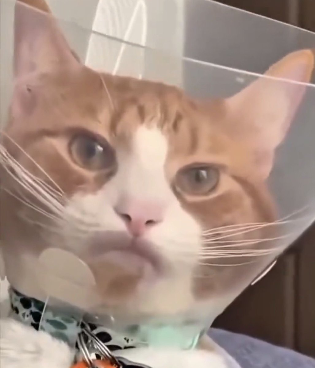 🤡🌈🖤🦜 tweet media