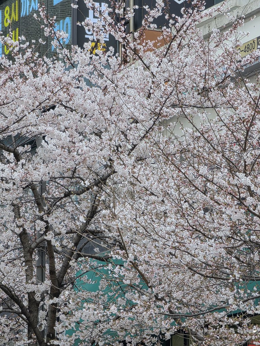 삼사미 tweet media