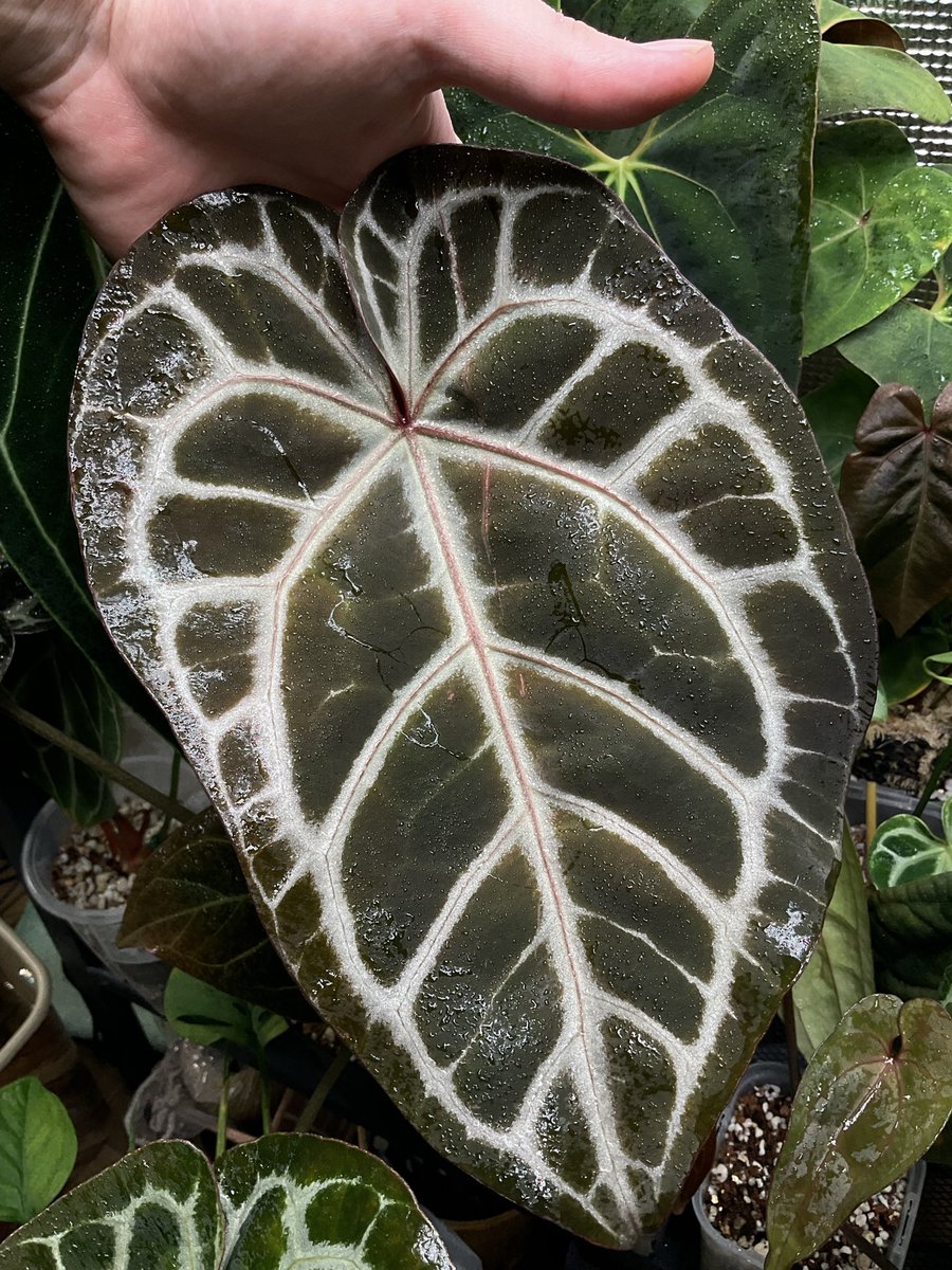 まさお【根腐れのプロ】 tweet media