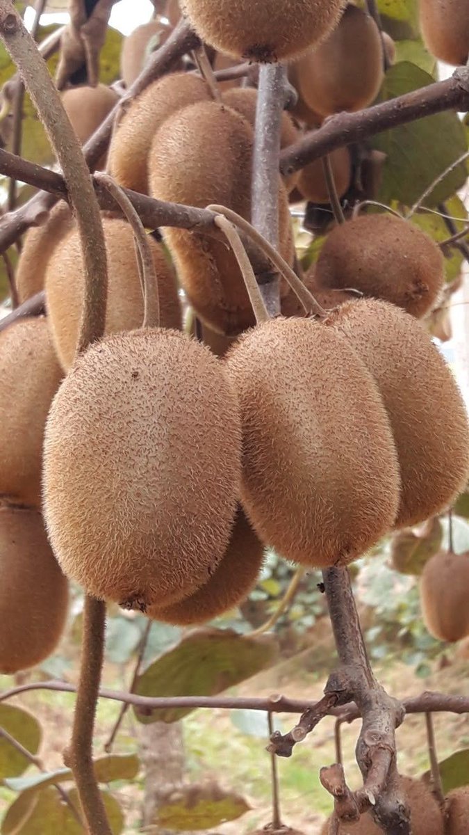 PANKHI LAL 🍂💖 tweet media