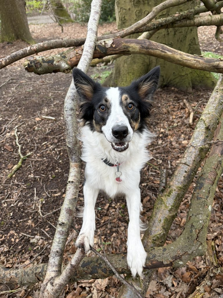 Puppy Bess and Auntie Kes tweet media