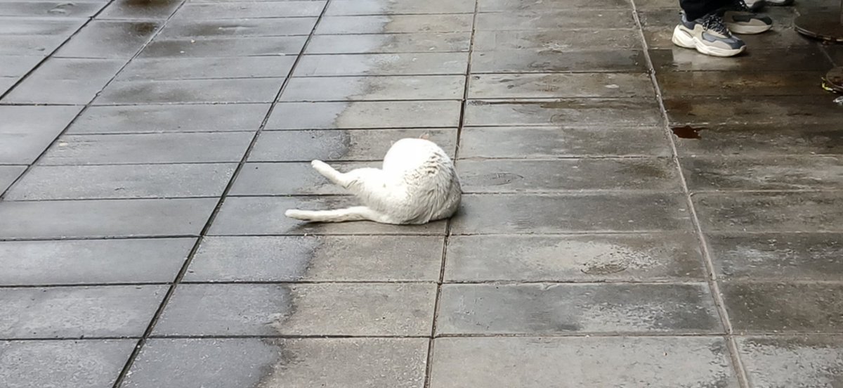 你不许刻薄一只莱蒙 tweet media