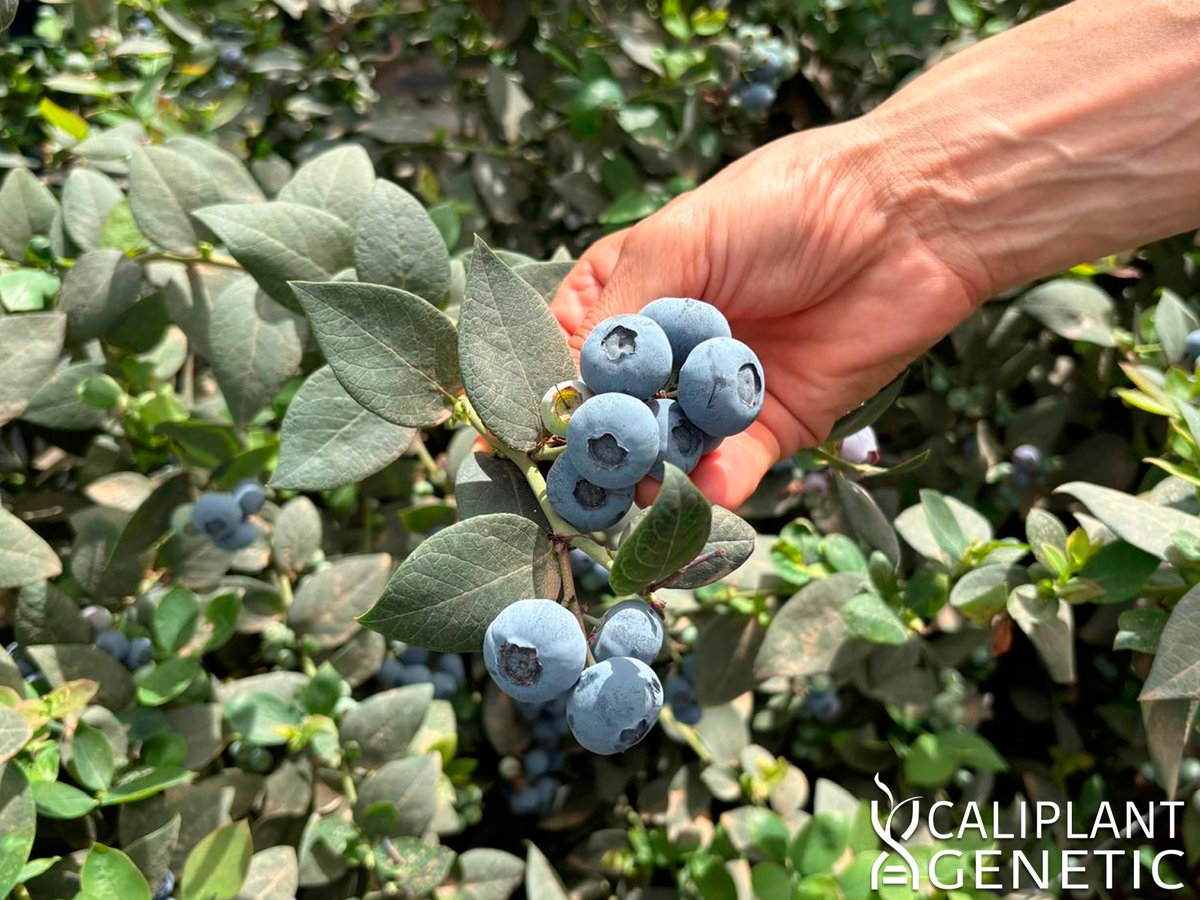 cpgenetic's tweet photo. Imágenes de una plantación de arándano de la variedad Matias® situada en Agadir (Marruecos).

Hablamos de una variedad con un calibre excepcional y alta rusticidad que está mostrando excelentes resultados con una estimación de más de 5,5 Kg de cosecha por planta en su tercer año. https://t.co/KaklykGiil
