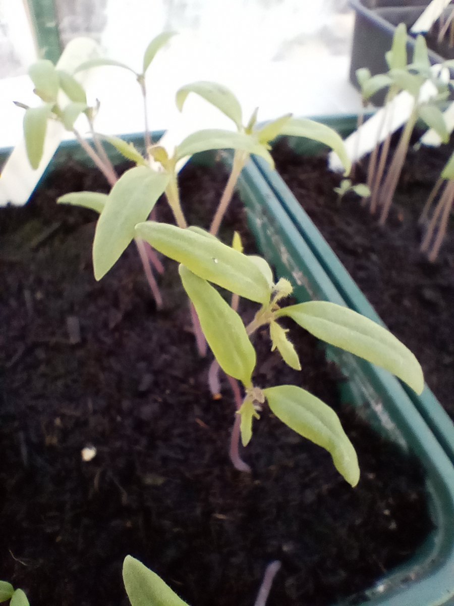 Sr Jessica tweet media