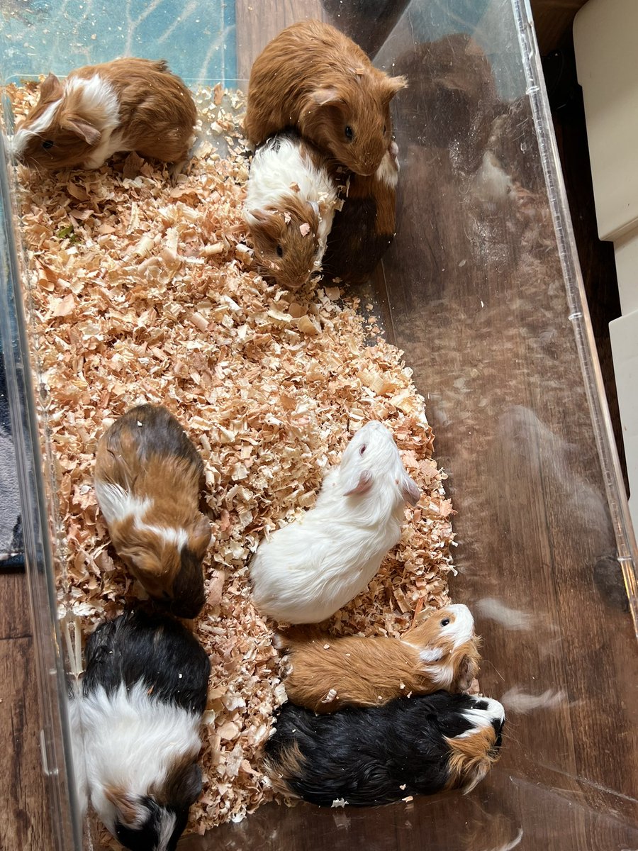 Reptiles Shop Queen tweet media