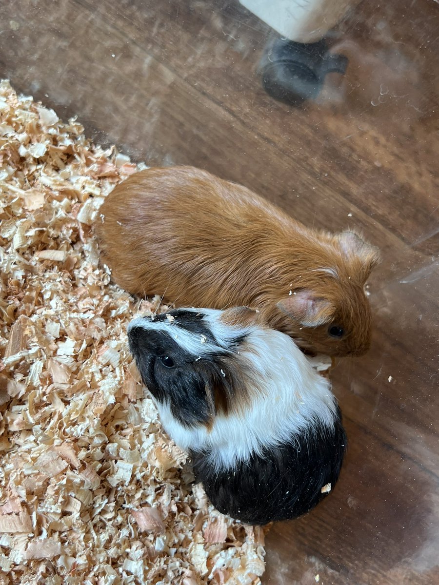 Reptiles Shop Queen tweet media