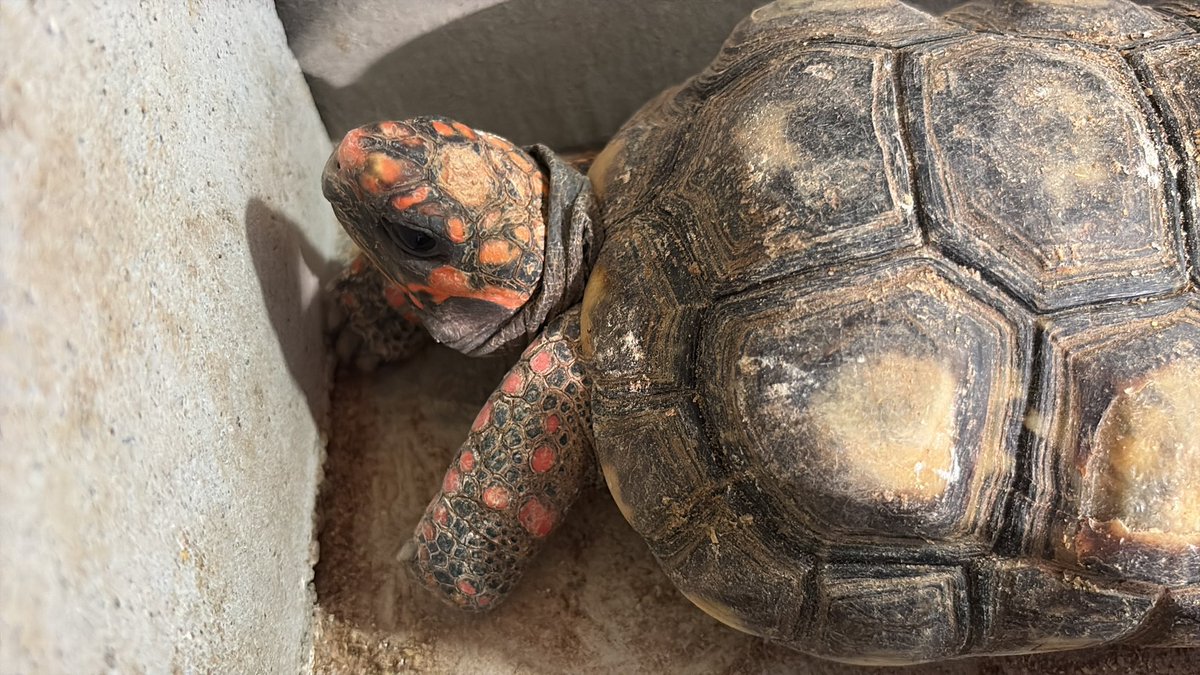 ふじさと tweet media