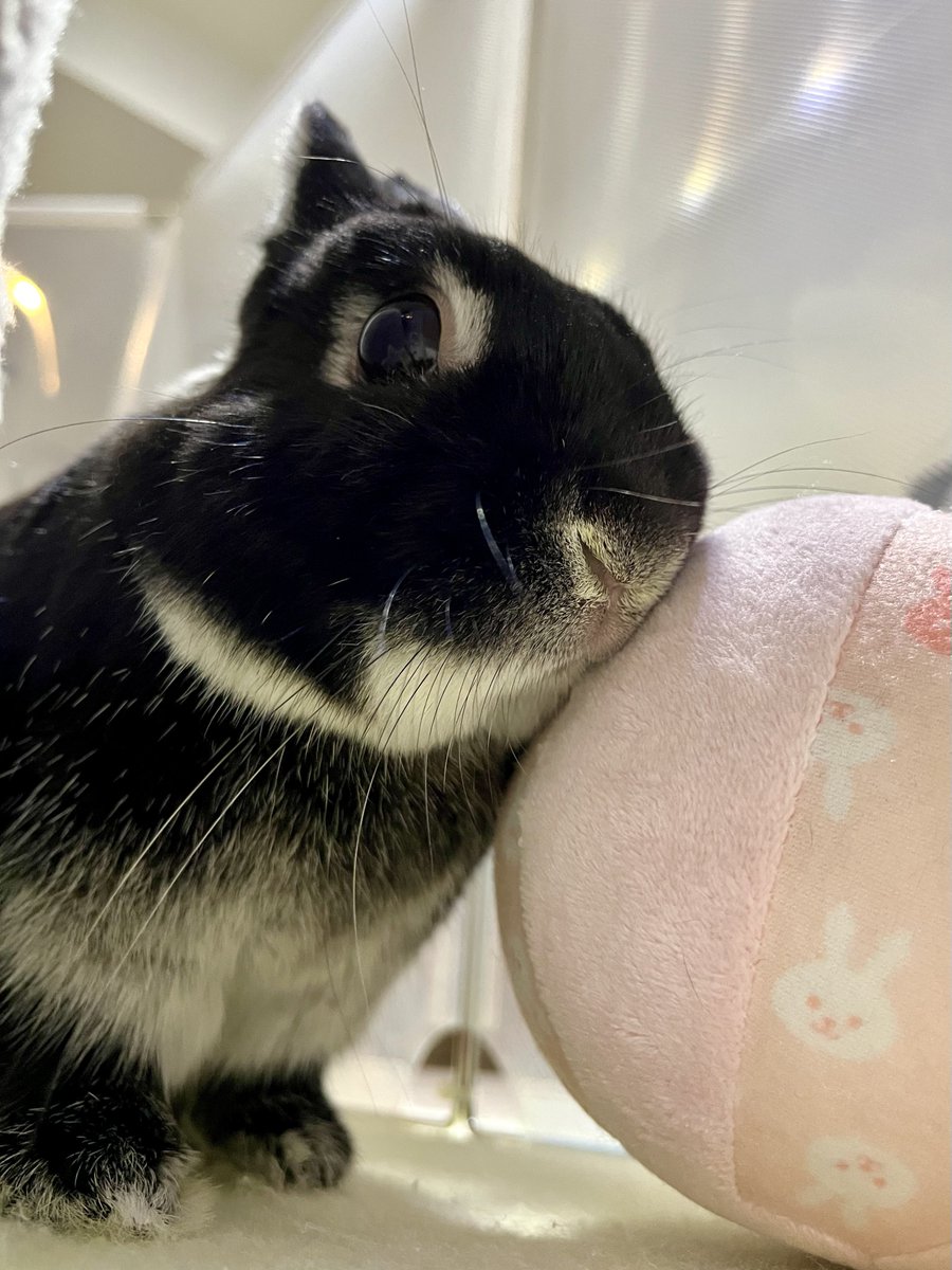 さんた tweet media