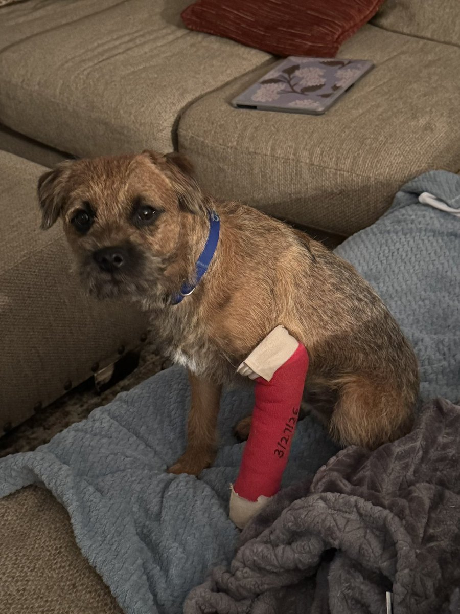 Ollie! (Filling the pawsteps of Pip🌈) tweet media