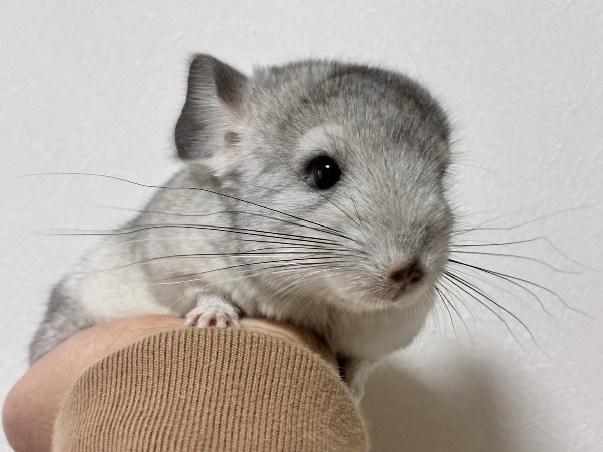 ふじさと tweet media