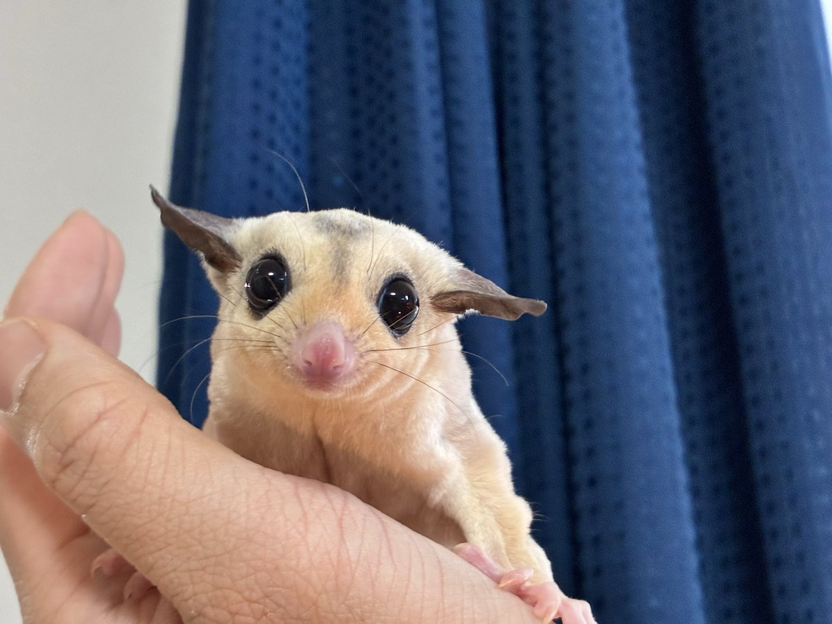 ふじさと tweet media