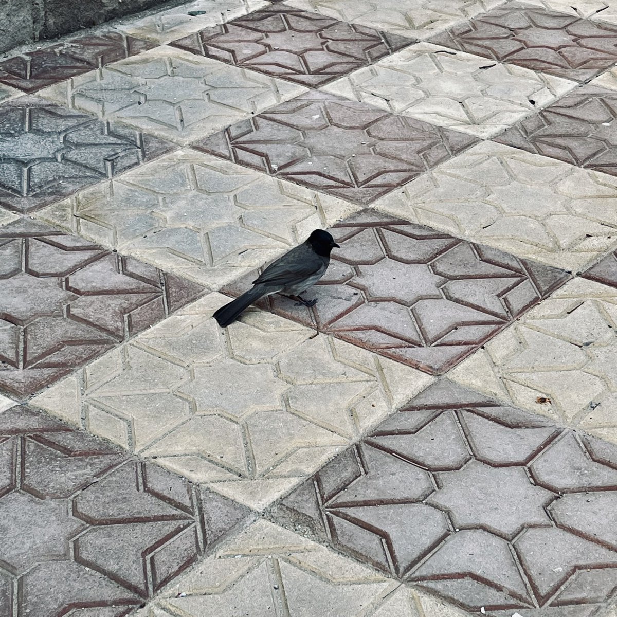 آلاء سامي tweet media