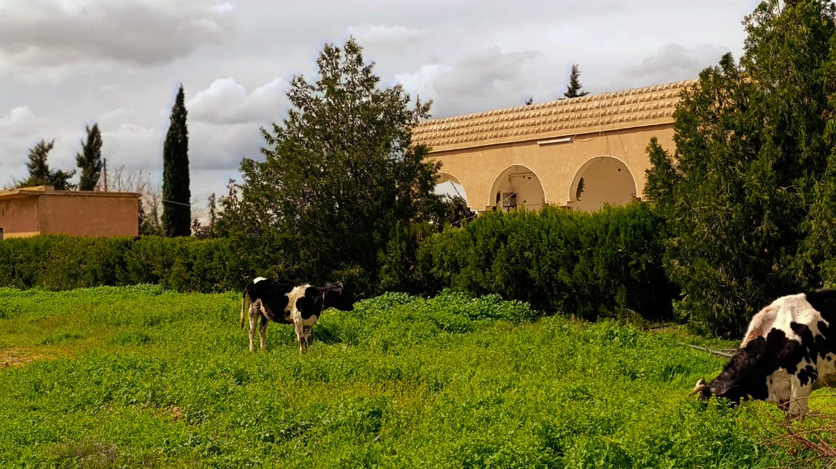 باسل tweet media