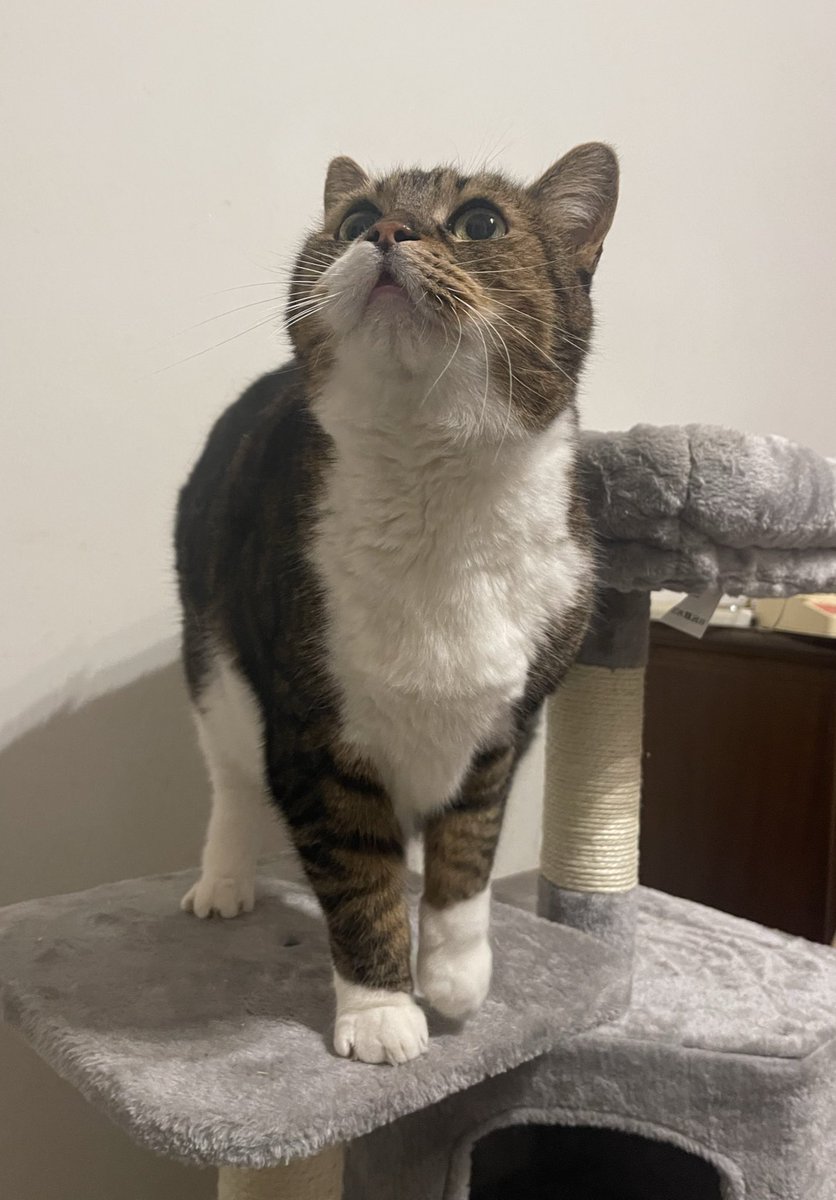 his countess ☽｡⋆ tweet media