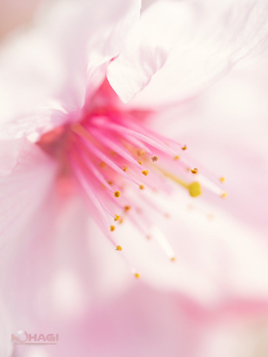 KOHAGI🍄(ドア開かない) tweet media