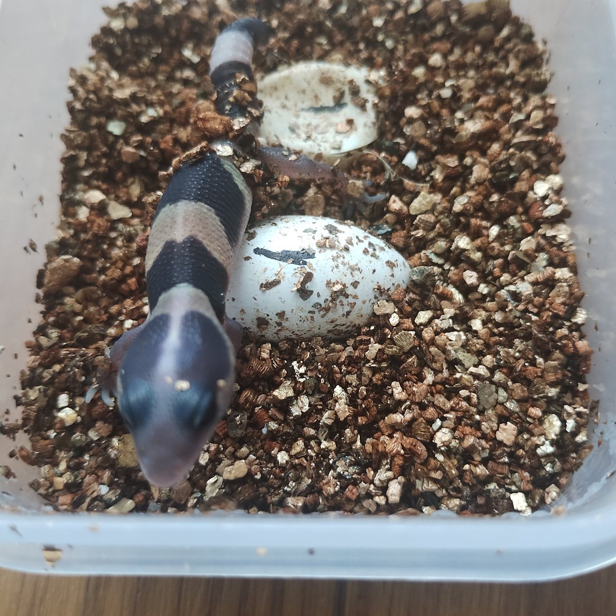 ふじさと tweet media