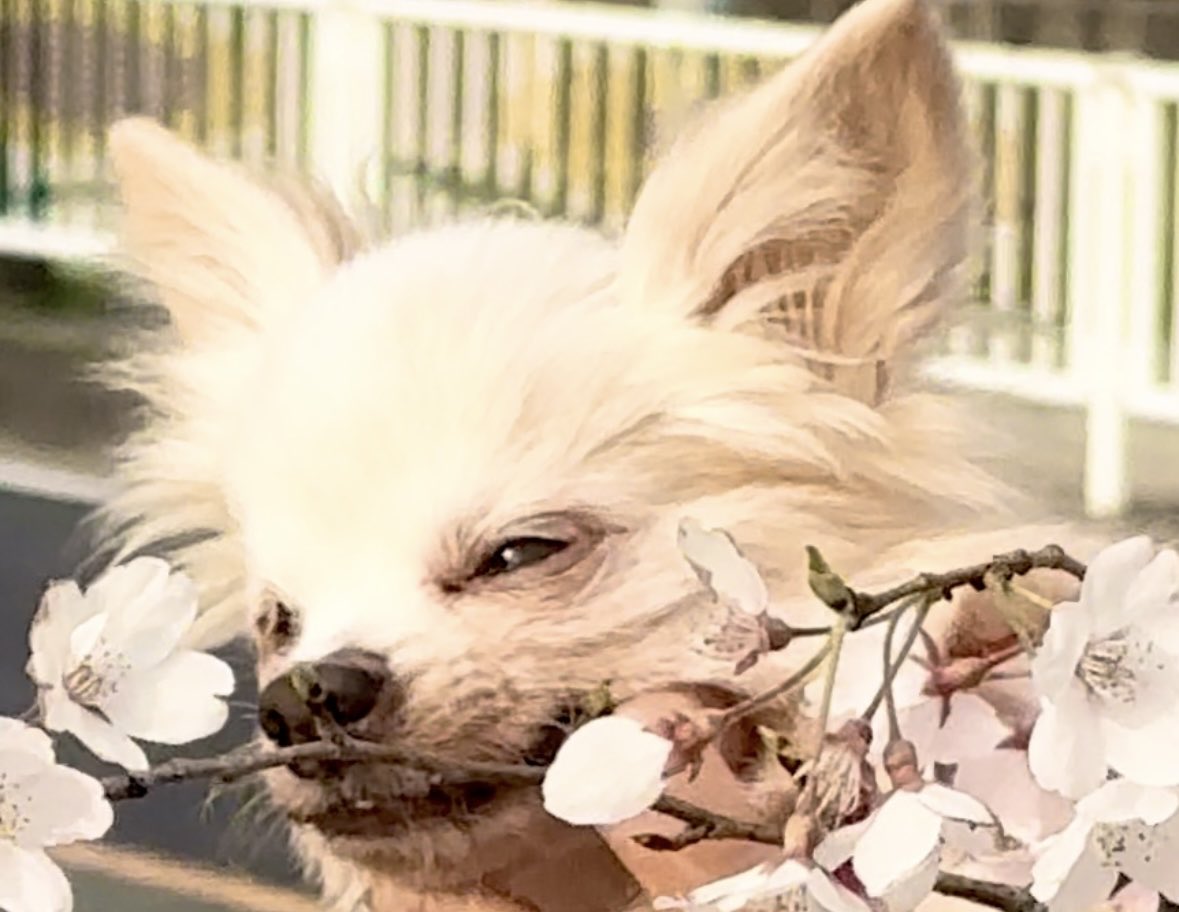 りりバイオレット tweet media