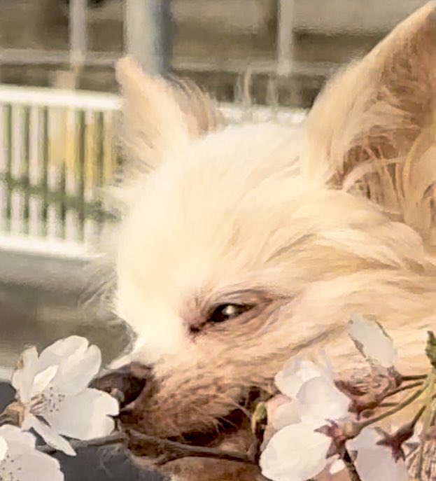 りりバイオレット tweet media