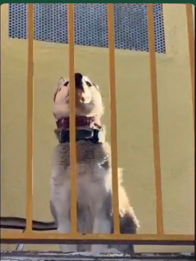 LᎾℬᎯ tweet media