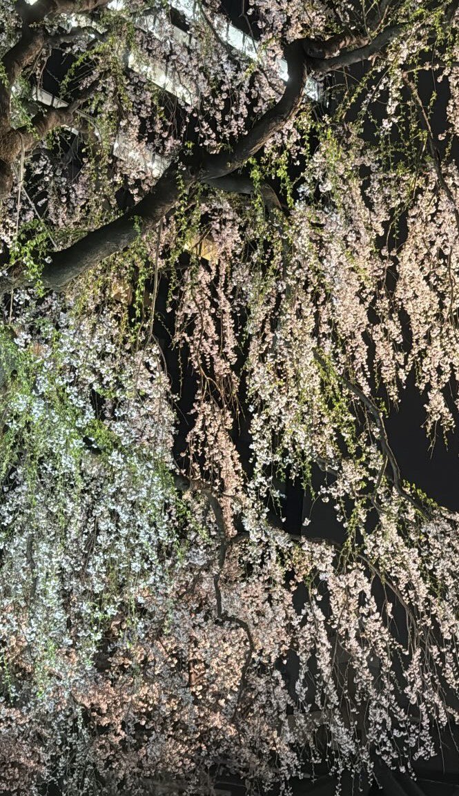 ようちゃん tweet media