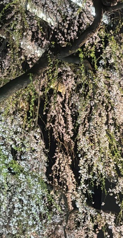 ようちゃん tweet media