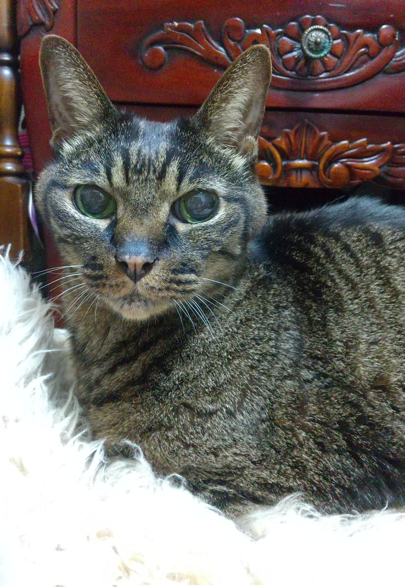 EMI 𖡼.𖤣𖥧 ⠜*´꒳`ฅ𖡼.𖤣𖥧 ⠜ tweet media