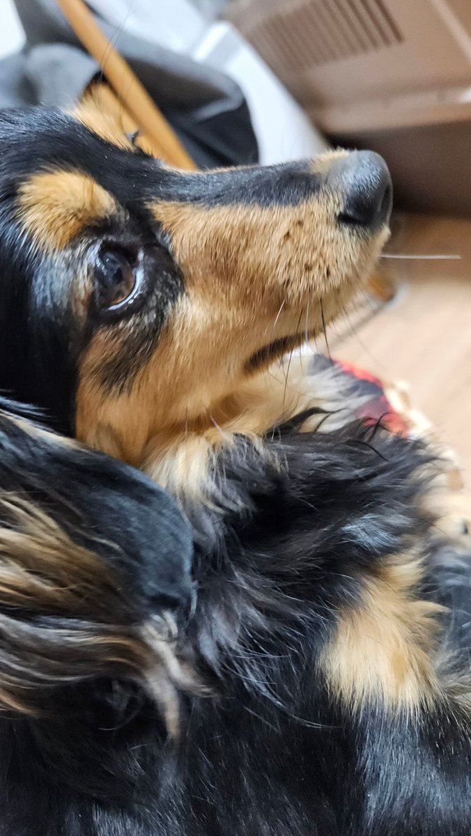 カルカ様最推しの人 tweet media