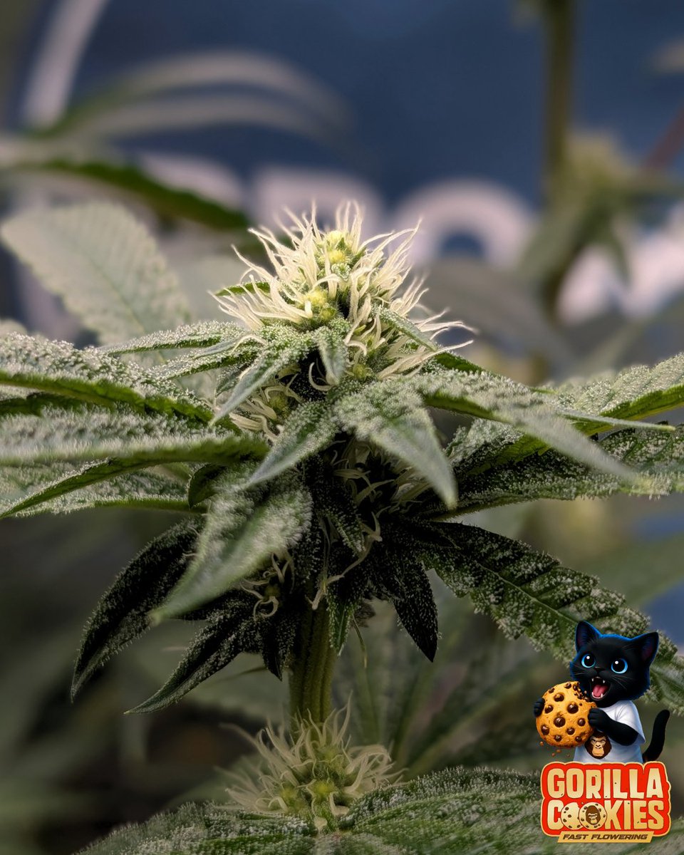 Fatnastyz Budz tweet media