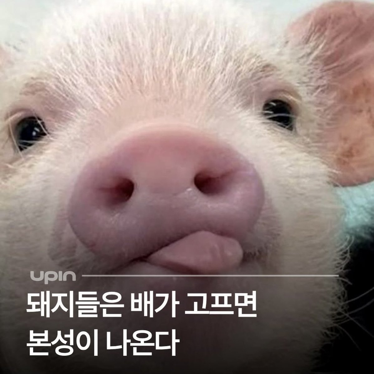 puppigsaurus's tweet photo. https://t.co/gpMmvkjNca