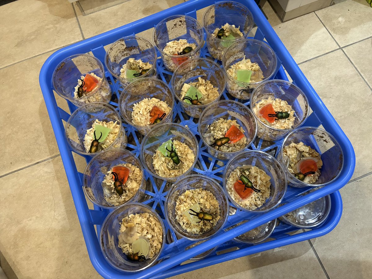 だいすけ tweet media