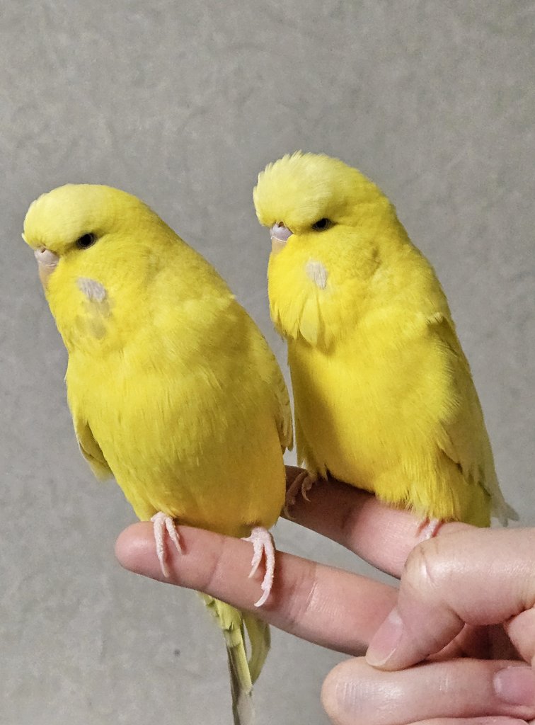 ぺーちゃん tweet media