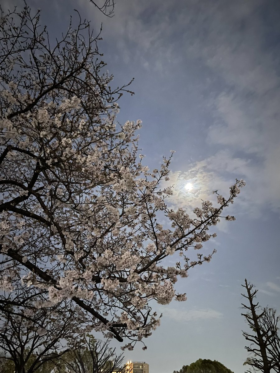 Movingrock6V's tweet photo. 夜桜その2 https://t.co/y12x43hPYd