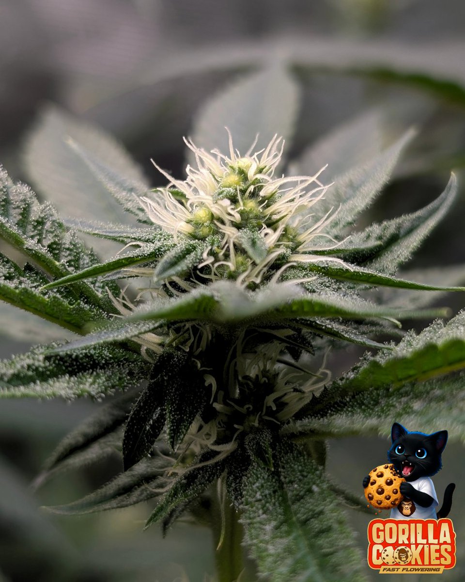 Fatnastyz Budz tweet media