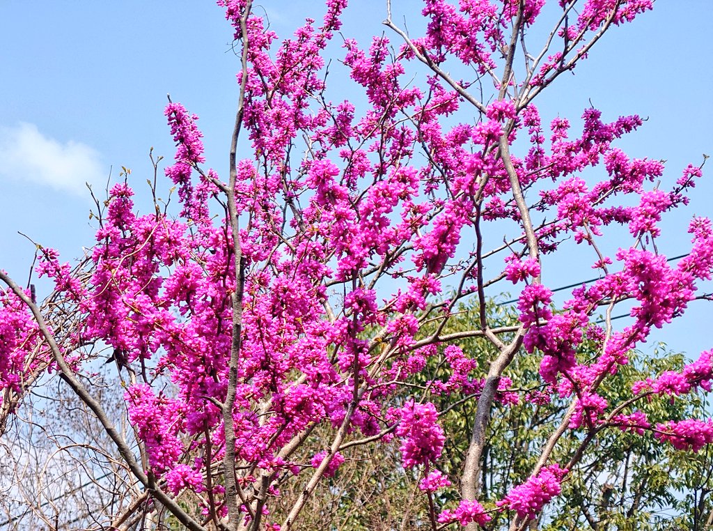 TAMA@家庭菜園･野菜栽培 tweet media