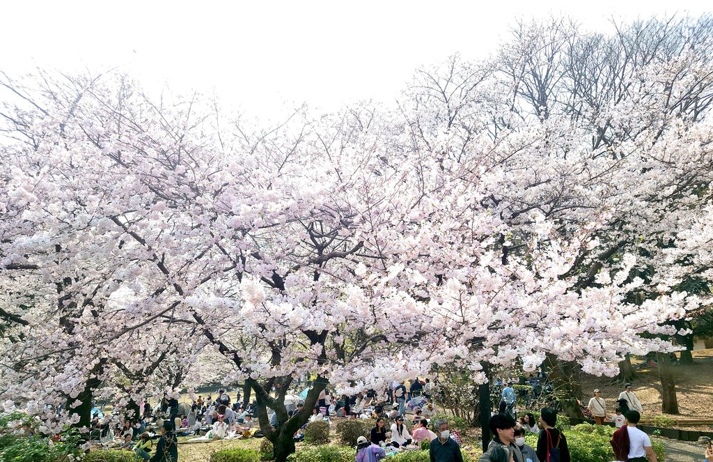 TAMA@家庭菜園･野菜栽培 tweet media