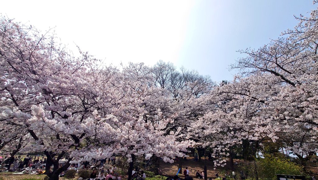 TAMA@家庭菜園･野菜栽培 tweet media