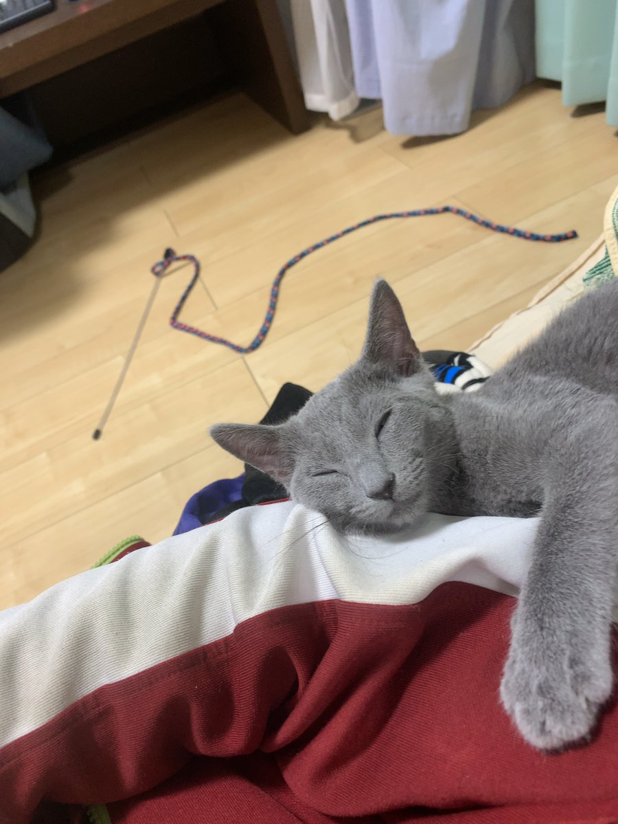 まっきー🐈‍⬛ tweet media