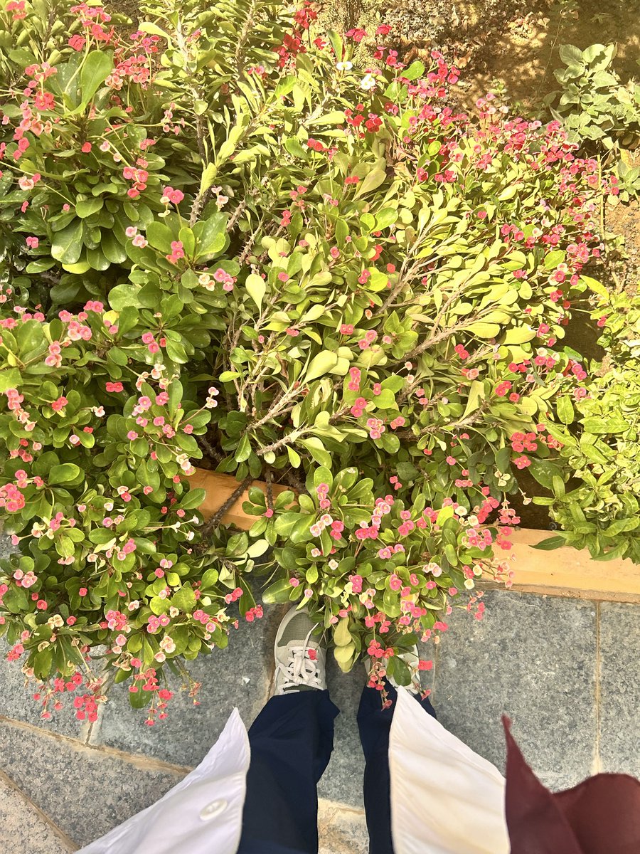 Rahaf 🌱 tweet media