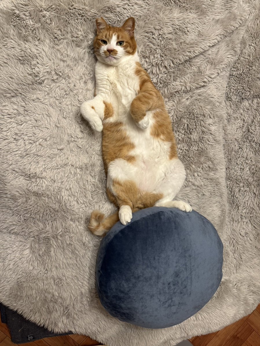 コンドリア水戸 tweet media