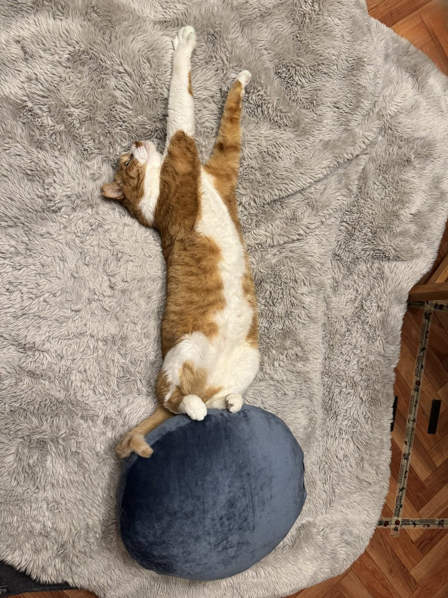 コンドリア水戸 tweet media