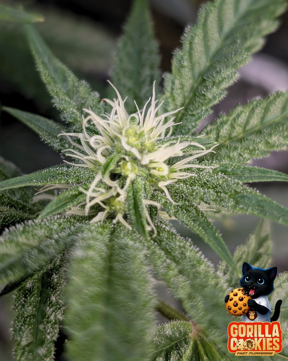 Fatnastyz Budz tweet media